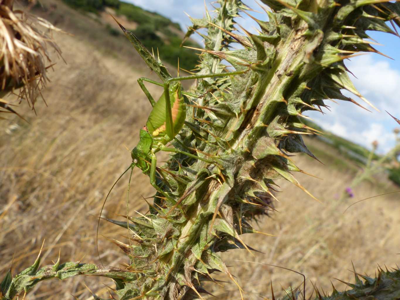 Uromenus brevicollis